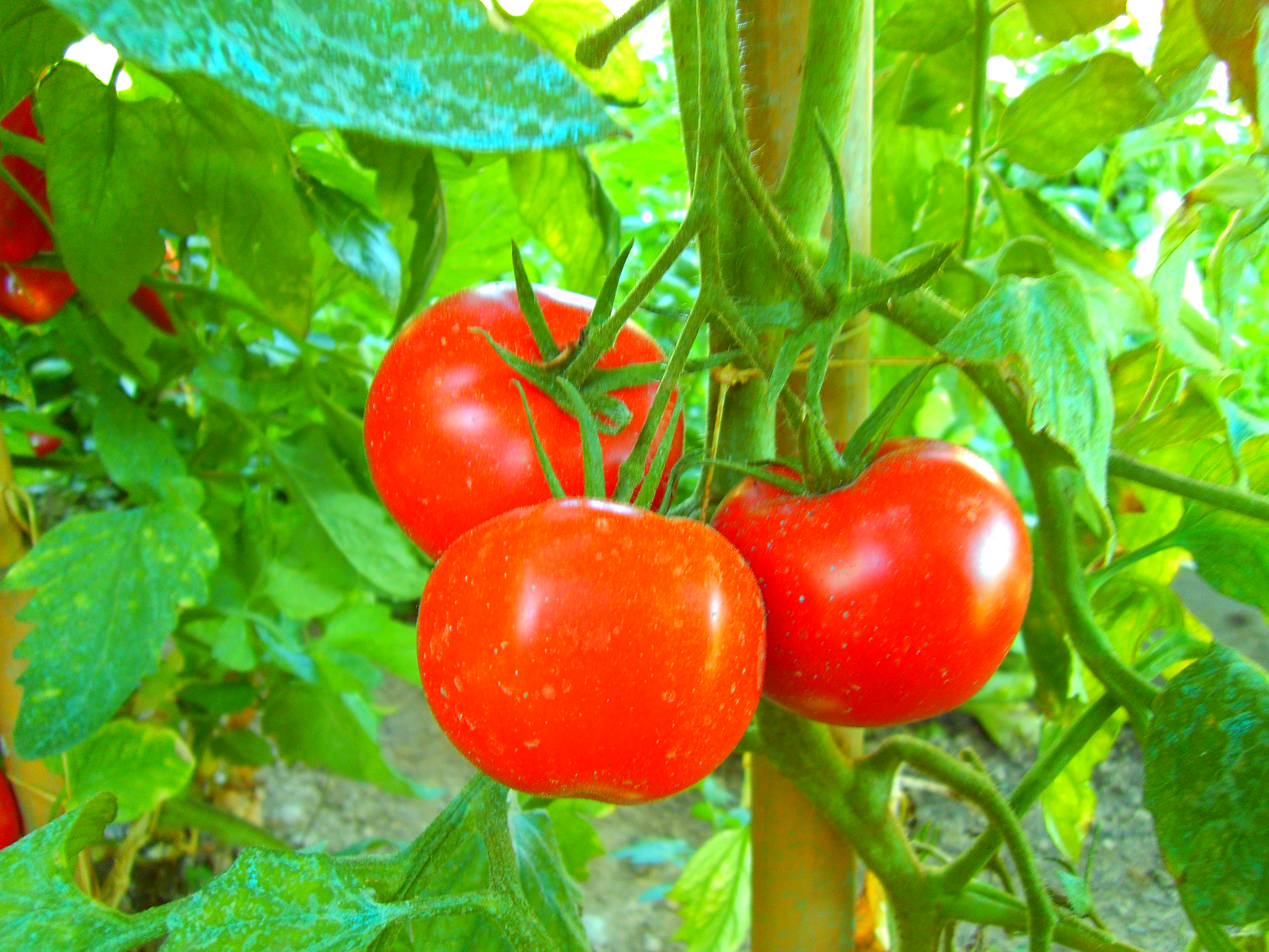 how to plant tomatoes in your garden